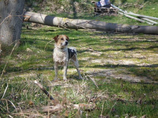 Raunchy es un cruce de Jack Russell, es la última perrita que he adoptado. También viene de una perrera y es la que peor lo ha pasado. Con solo 1 añito de vida lo único que ha conocido asta ahora son las palizas que le daba su anterior dueña a la cual se la quitaron por maltratarla. Al principio cuando ibas a tocarla salía corriendo, si la cogías en brazos temblaba y nunca te miraba a la cara. Solo llevo 2 meses con ella y ya ha pegado un cambio radical, ahora te mira, te salta para que le hagas casito, te chupa….. y poco a poco va dejando que se le acerquen los extraños. Se esta convirtiendo en una perra feliz.
